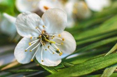 Doğa bahar uyanış