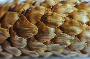 Bir çam üzerinden bir koni