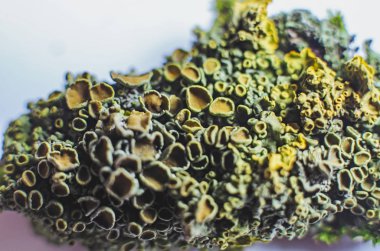 Ahşap üzerine yosun tür