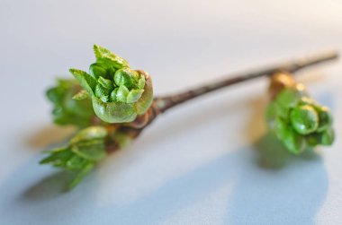 Doğa bahar uyanış