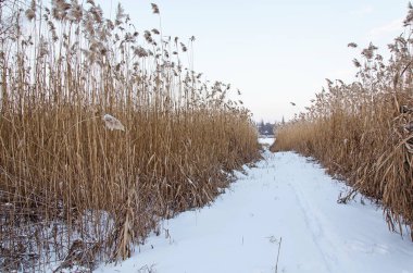 Grubunu kamışı arasında bir yol