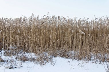 Alanında grubunu kamışı