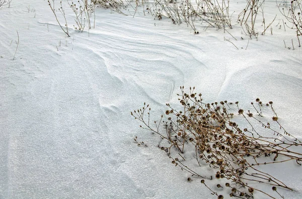 Virgin Snowbound Field — Stock Photo, Image