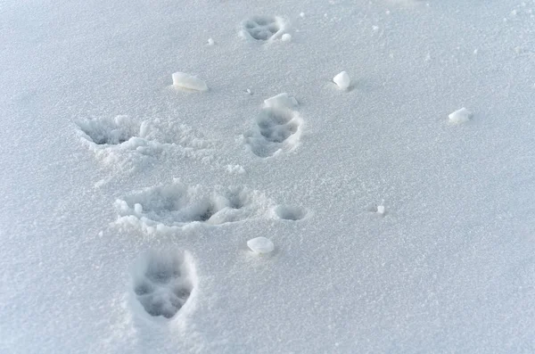 Hound Footprints Field — Stock Photo, Image