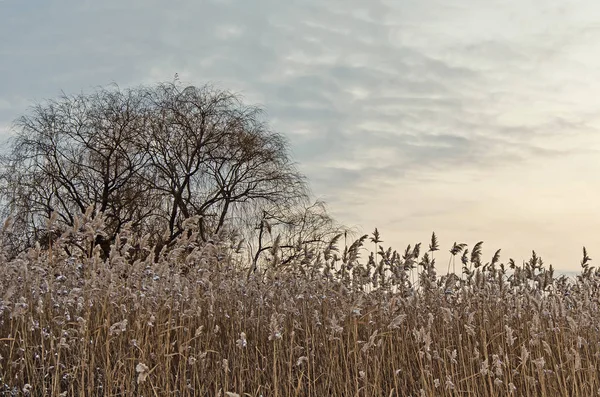 Karlı kamışı arasında zayıf ağacı