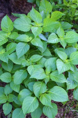 Fesleğen bitki (çalı fesleğen, Ocimum gratissimum ağaç) 