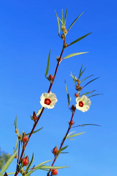 Hibiscus sabdariffa or roselle fruits on plant — Stock Photo, Image