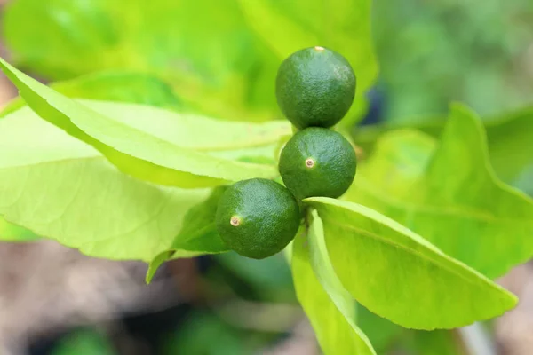 Cítricos de lima verde joven en el árbol . —  Fotos de Stock