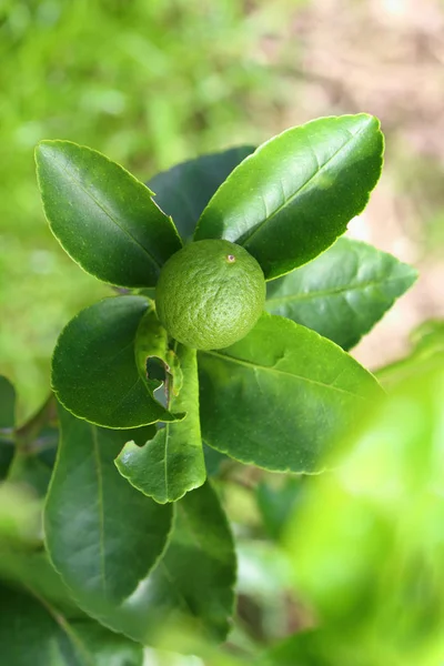 木のタヒチ石灰柑橘類果実の若い緑. — ストック写真