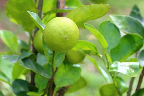 Cítricos maduros de lima orgánica en el árbol . —  Fotos de Stock