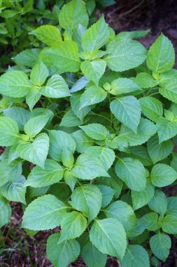 Bahçe (çalı fesleğen, Ocimum gratissimum ilci fesleğen)