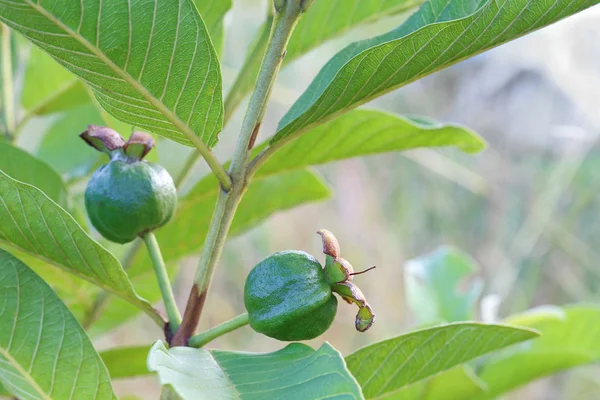 Joven fruta de guayaba en árbol i — Foto de Stock