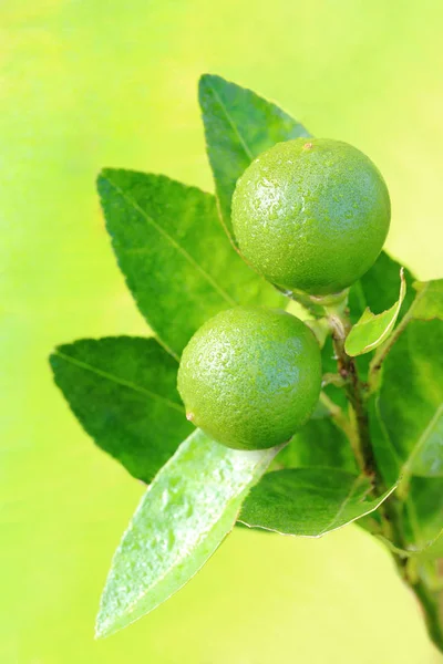 Cítricos de lima orgánicos crudos en el árbol . —  Fotos de Stock