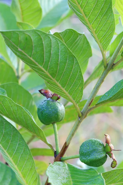 Fruta guayaba joven con gota de agua —  Fotos de Stock
