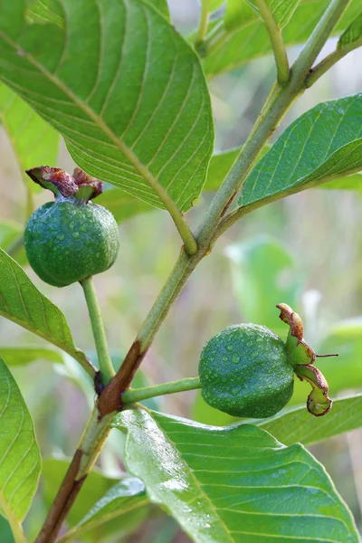 Νέοι γκουάβα φρούτα με πτώση του νερού — Φωτογραφία Αρχείου