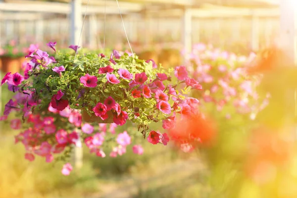 日の出のペチュニアの花 — ストック写真