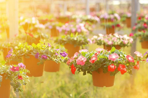 Petunia flowers at summer. — Stock Photo, Image