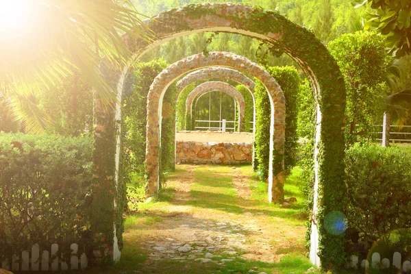 Pergola e piante in giardino — Foto Stock