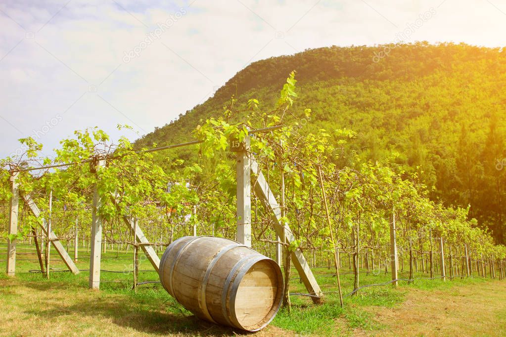 Old wood barrel in the vineyard 