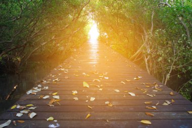 Boardwalk gündoğumu, mangrov ormanın içinde