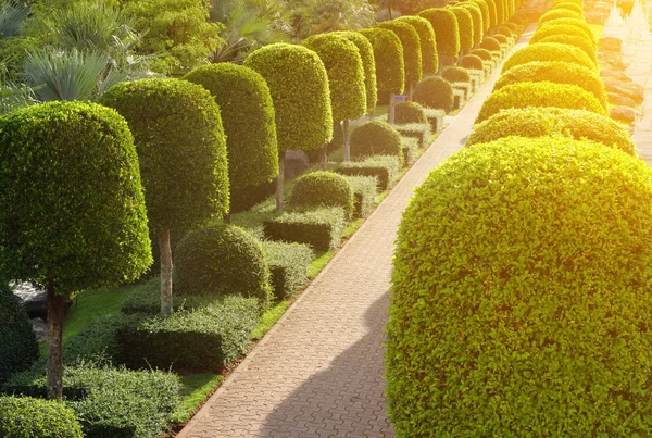 Naturstigen genom i den tropiska trädgården — Stockfoto