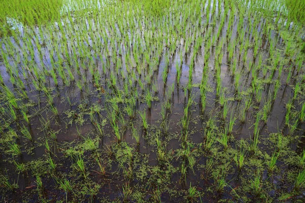 饭田季节耕种 — 图库照片