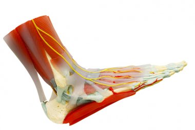 İnsan hakkı ayak kırpma yoluyla izole kas anatomisi.