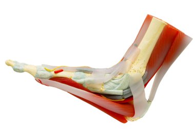 Human right foot muscles anatomy isolated with clipping path. clipart