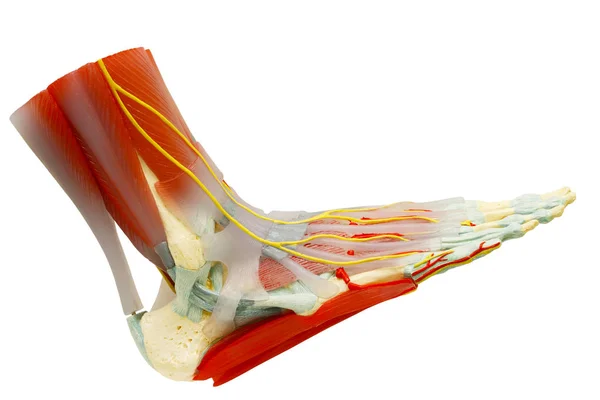 人类的右脚肌肉解剖分离与剪切路径. — 图库照片