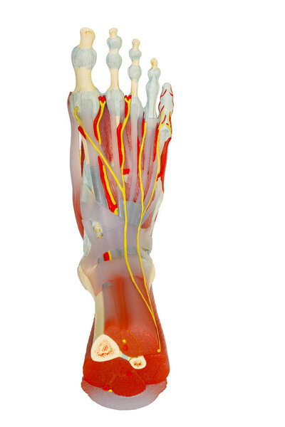 Top view of human foot muscles anatomy isolated with clipping pa