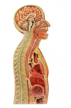 İnsan Anatomik model clipp ile beyaz arka plan üzerinde izole