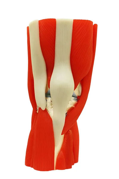 白色的剪切路径上孤立的解剖膝关节 （关节）. — 图库照片