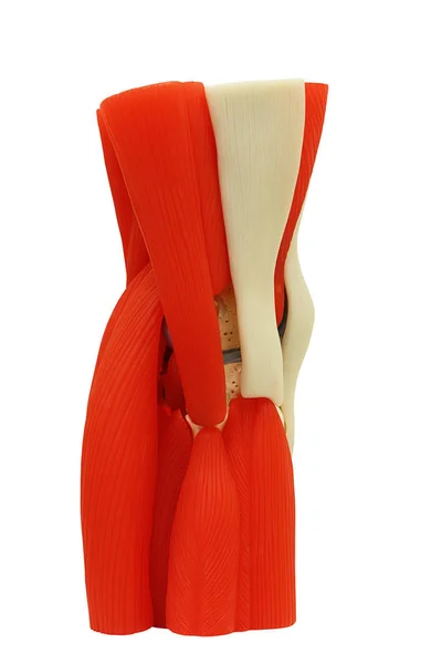 Anatomia stawu kolanowego (wspólne) na białym tle na ścieżkę przycinającą biały. — Zdjęcie stockowe