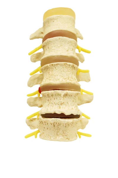 Vista frontal do modelo de estudo plástico espinha dorsal nervo espinhal isolado — Fotografia de Stock