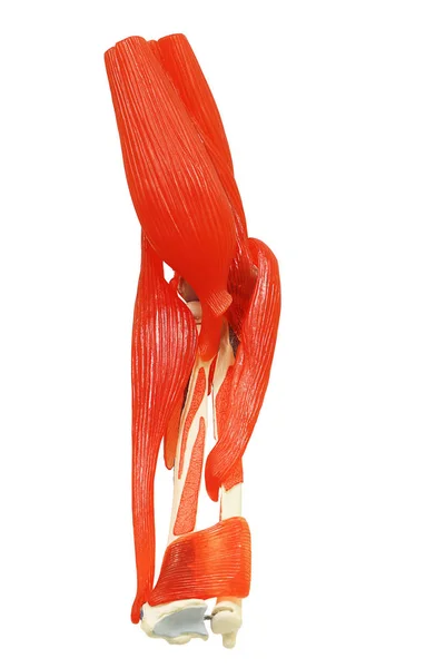 Clippi で分離された伸尺橈側手根ブレビスのモデル — ストック写真