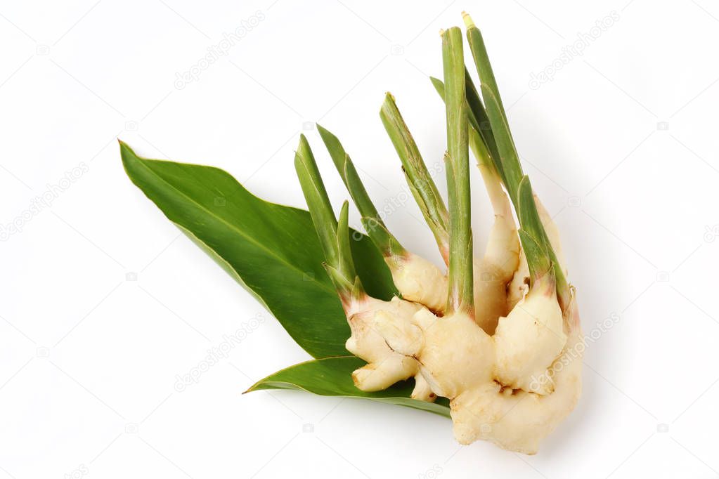 fresh ginger and green leaves isolated over white
