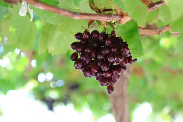 Зеленый виноград на ранчо в Таиланде — стоковое фото