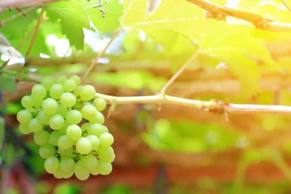 Group of white grapes on the ranch at sunrise — Stock Photo, Image