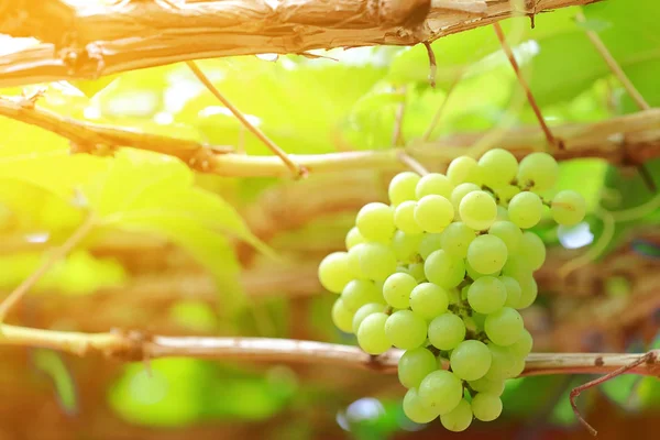 Group of white grapes on the ranch at sunrise — Stock Photo, Image
