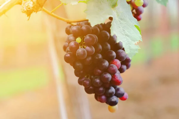 Спелые плоды красного винограда на ранчо на восходе солнца . — стоковое фото