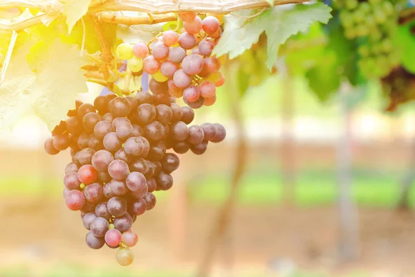 Raisins rouges mûrs sur le ranch au lever du soleil . — Photo