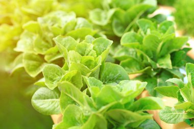 Yeşil çünkü marul organik hydroponic sebze.