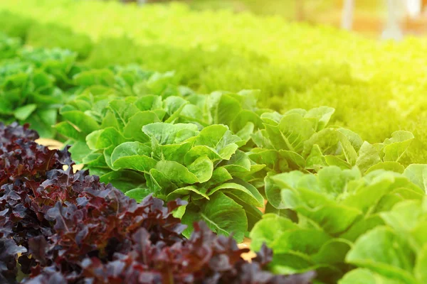 Verde cos alface vegetal hidropônico orgânico . — Fotografia de Stock