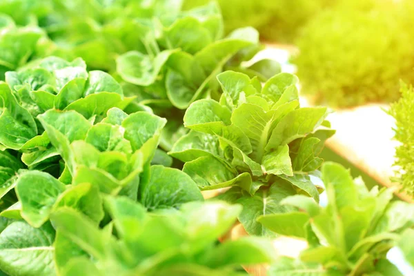 Green cos lettuce organic hydroponic vegetable. — Stock Photo, Image