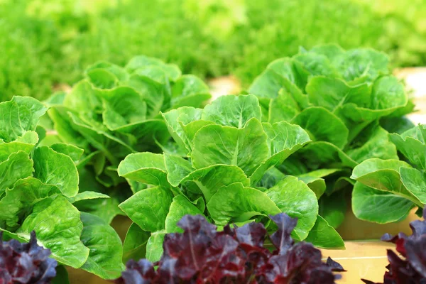 Green cos lettuce organic hydroponic vegetable. — Stock Photo, Image