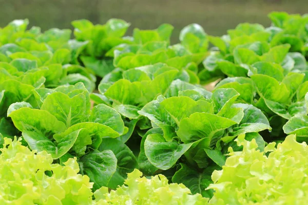 Green cos lettuce organic hydroponic vegetable. — Stock Photo, Image