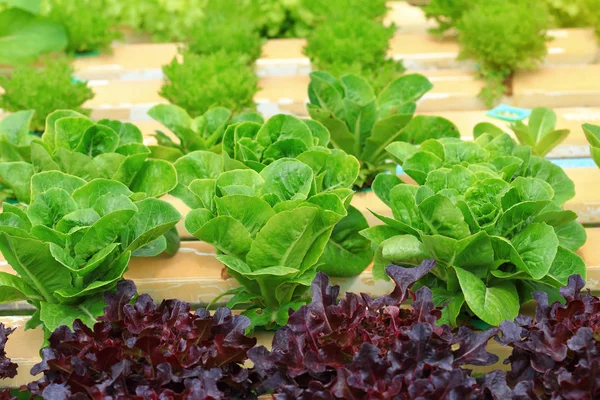 Green cos lettuce organic hydroponic vegetable. — Stock Photo, Image