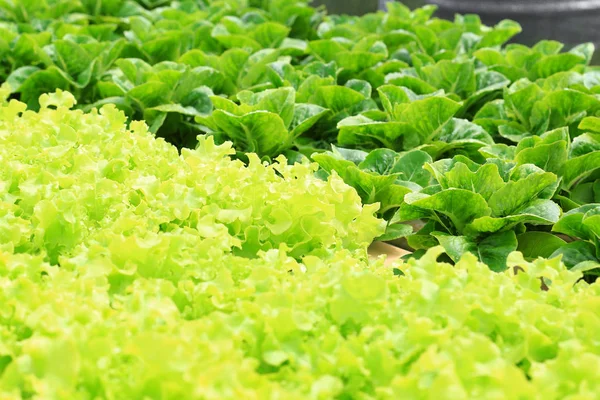 Organic hydroponic vegetable of green cos lettuce and green oak. — Stock Photo, Image