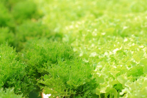 Organic hydroponic vegetable of frillice iceberg, and green oak. — Stock Photo, Image