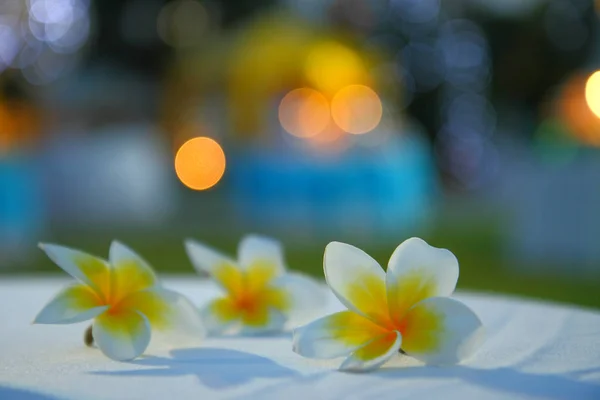 Vita frangipani blommor och oskarp bokeh — Stockfoto
